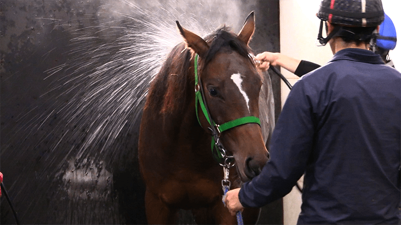 所属馬シャワー画像