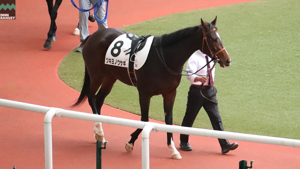 ツキヨノウサギ
