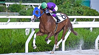 2024-11-06の所属馬ニュースのサムネイル
