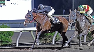 2024-11-18の所属馬ニュースのサムネイル