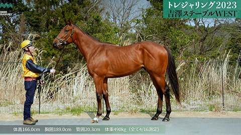 トレジャリング2023 歩様動画 サムネイル